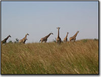 Safarri Giraffes