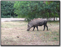 Wildlife- Wart-hog on the lawn