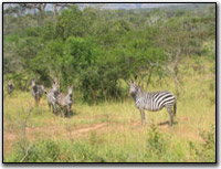 Zebra in Uganda